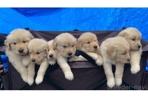 販売中の兵庫県のゴールデンレトリーバー-387740の10枚目